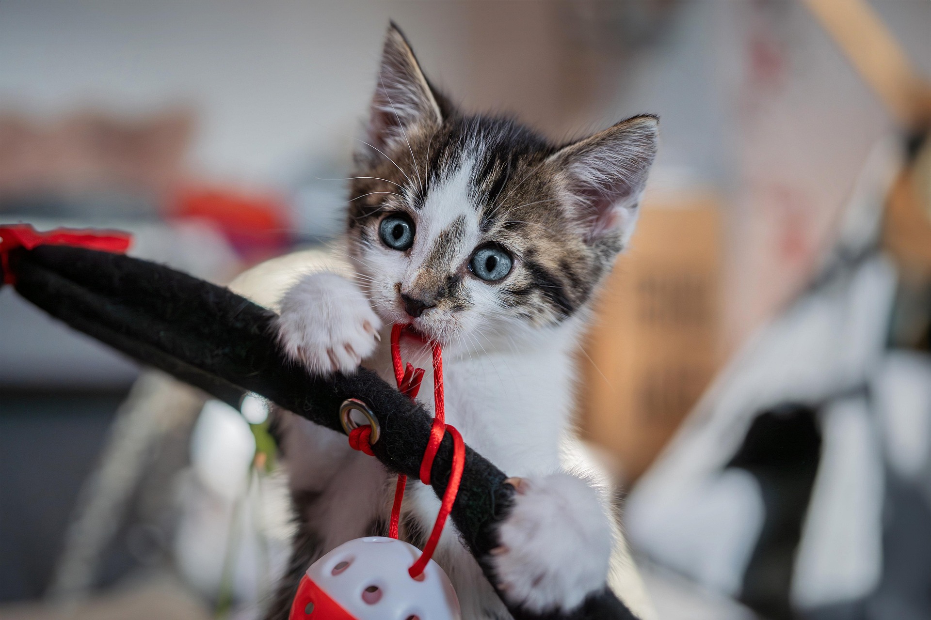 European shorthair cat with premium pet chew toys