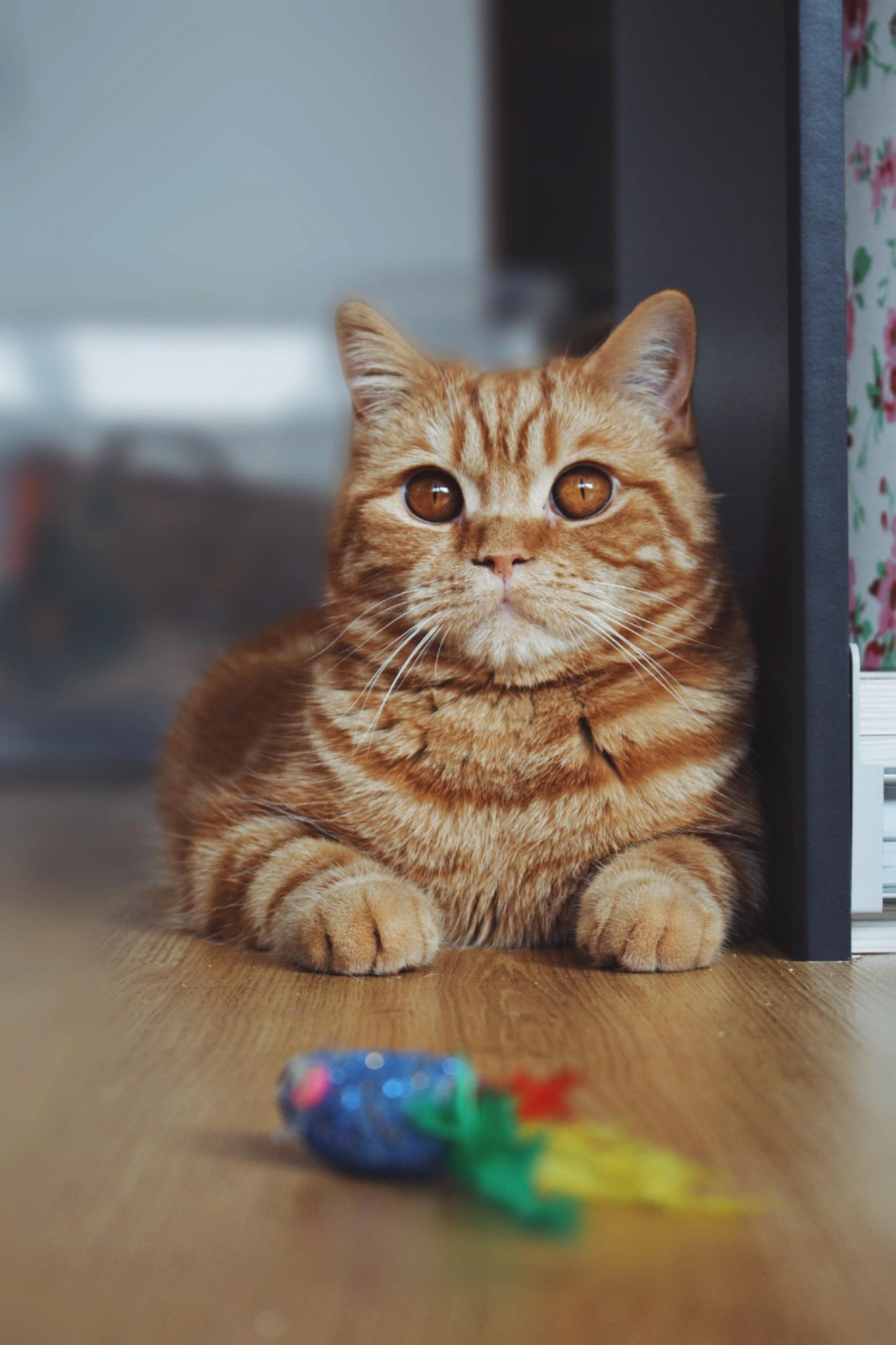 British shorthair cat with pet products